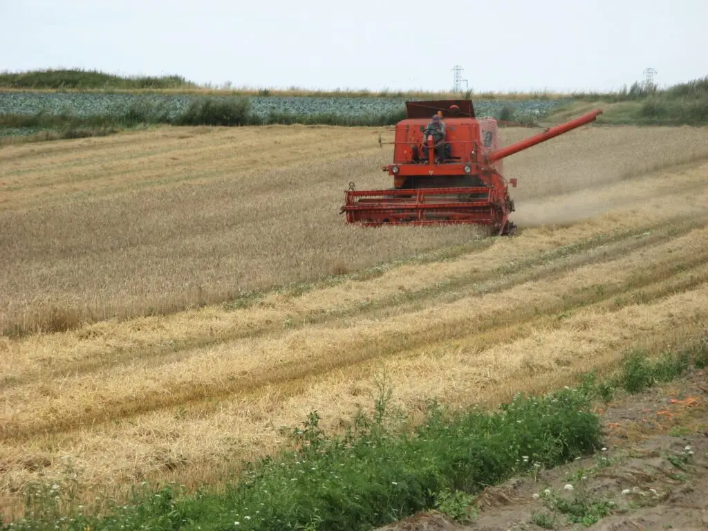Kombajn w polu podczas zbioru zboża – efektywna praca rolnicza