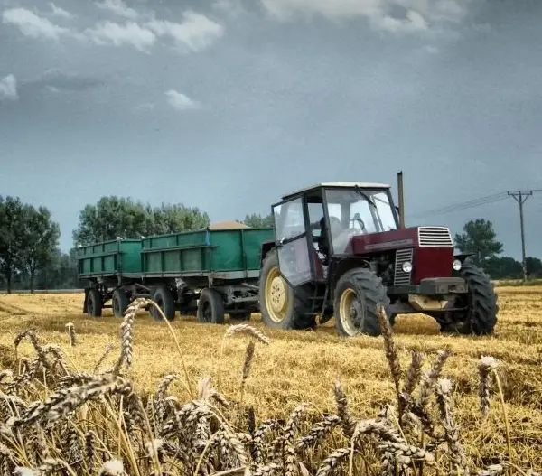 Traktor Ursus z przyczepą załadowaną zbożem na polu